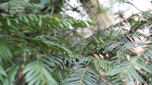 Leaves of a Tree in the Wild