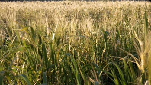 Video Footage of a Farm Land