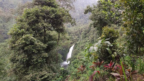 Waterfall in The Forest