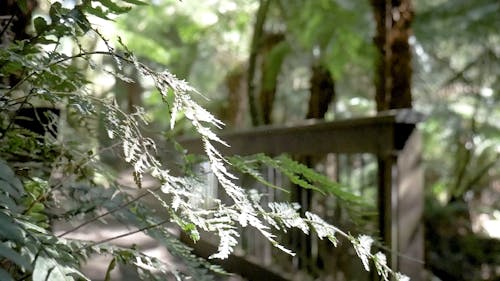 Empty Pathway in the Woods