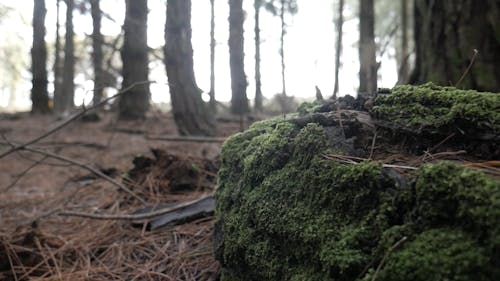 Moss on an Old Tree Trunk