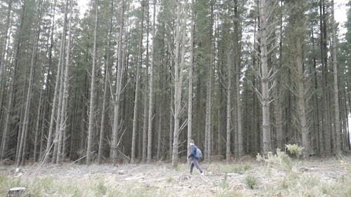 Person Walking in the Woods