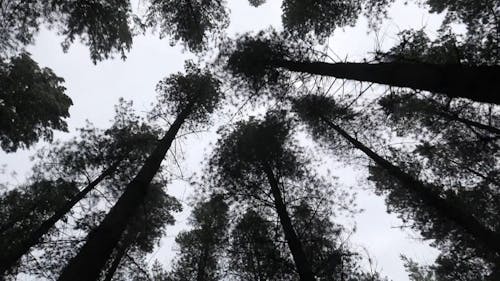 Tall Trees From Below