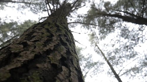 Low Angle View of Trees in the Forest