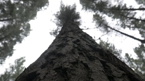 Low Angle View of a Tree