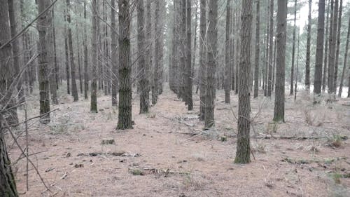 Pine Trees Plantation