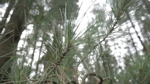 Pine Tree Needles Closeup