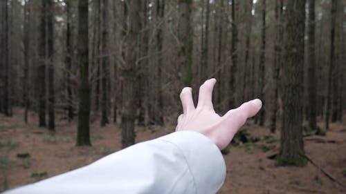 Holding a Hand Towards the Trees