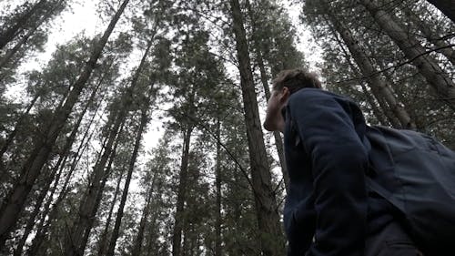 Man Looking up at Tree Tops