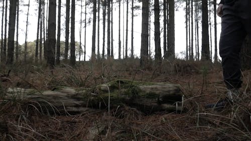 Man Walking through Woods