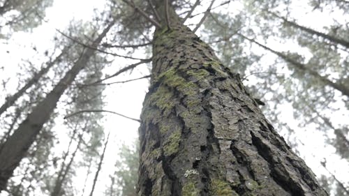 Tree Trunk Spinning Video