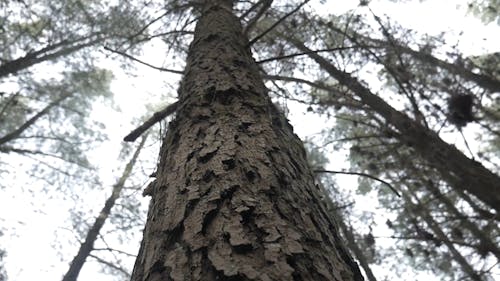 View of a Coniferous Tree