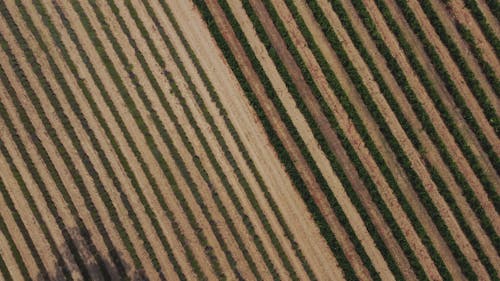 Drone Footage Of A Vineyard