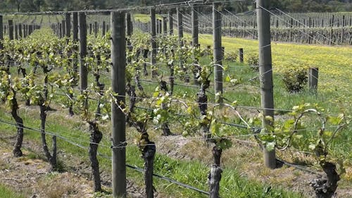 A Vineyard on the Field