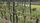 vines