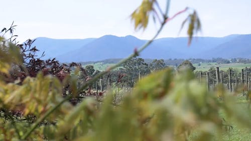 A Video Footage of an Agricultural Farm