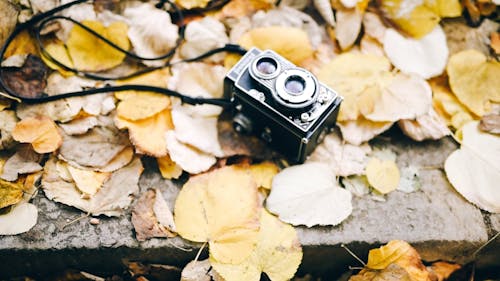 A Vintage Polaroid Camera on Dry Leaves