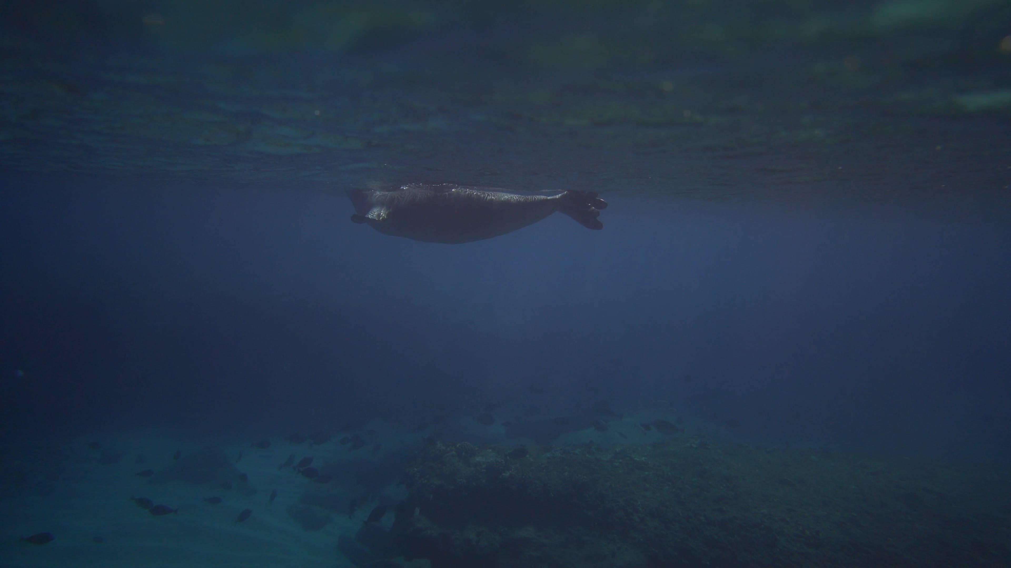 wide shot of a seal under the ocean 5743312 — free pexels stock footage