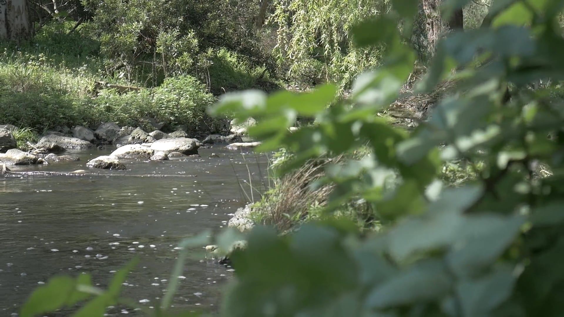 Video by Pat Whelen