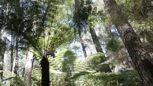 Green Trees in the Forest