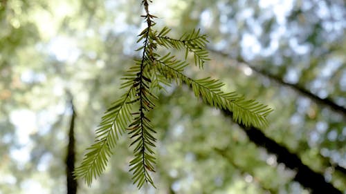 Bald Cypress Leaves 