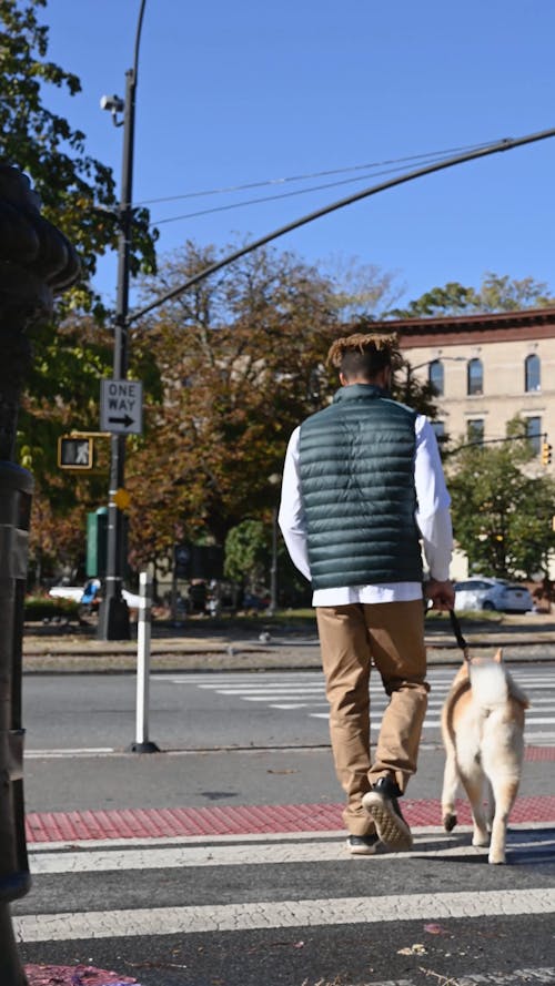 Person Crossing Pedestrian Lane with a Dog