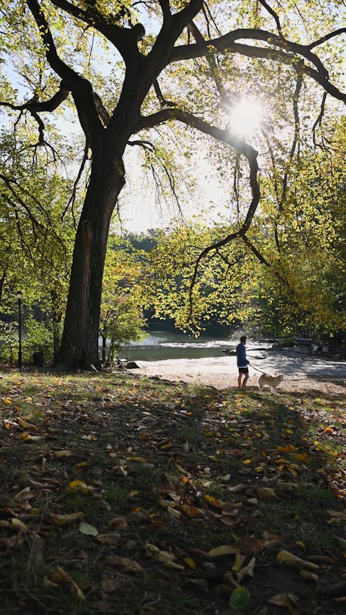 Man on Morning Walk with his Dog