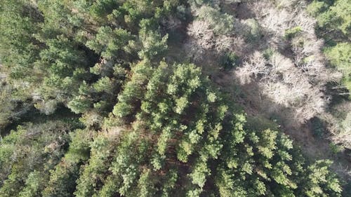 Aerial Footage of Trees