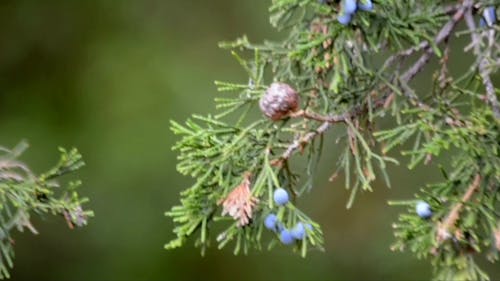 Tree Branch and Seeds Closeup