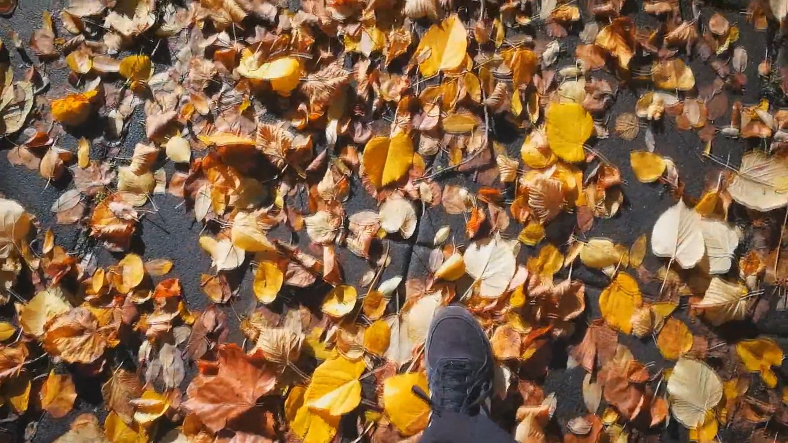 Person Walking on Dry Leaves Free Stock Video Footage, Royalty-Free 4K ...