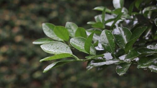 Raindrops on Green Leaves