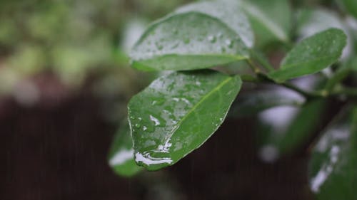 Close up Shot of Leaves Soaked in the Rain