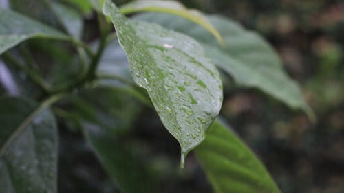 Close Up Video of Wet Leaves