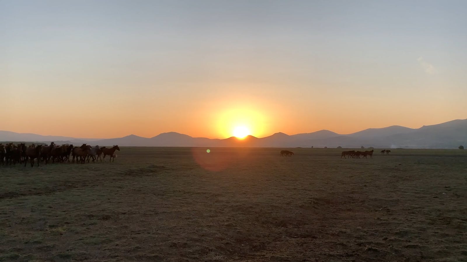 Horses Mating Videos, Download The BEST Free 4k Stock Video Footage