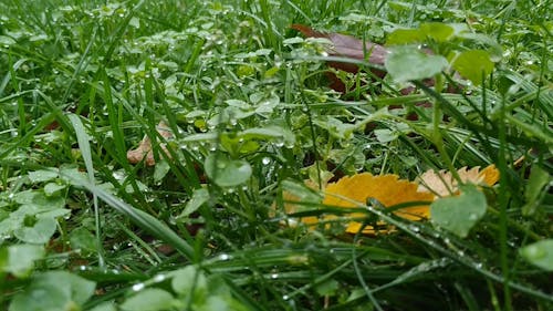 Close-Up Video of Wet Grass