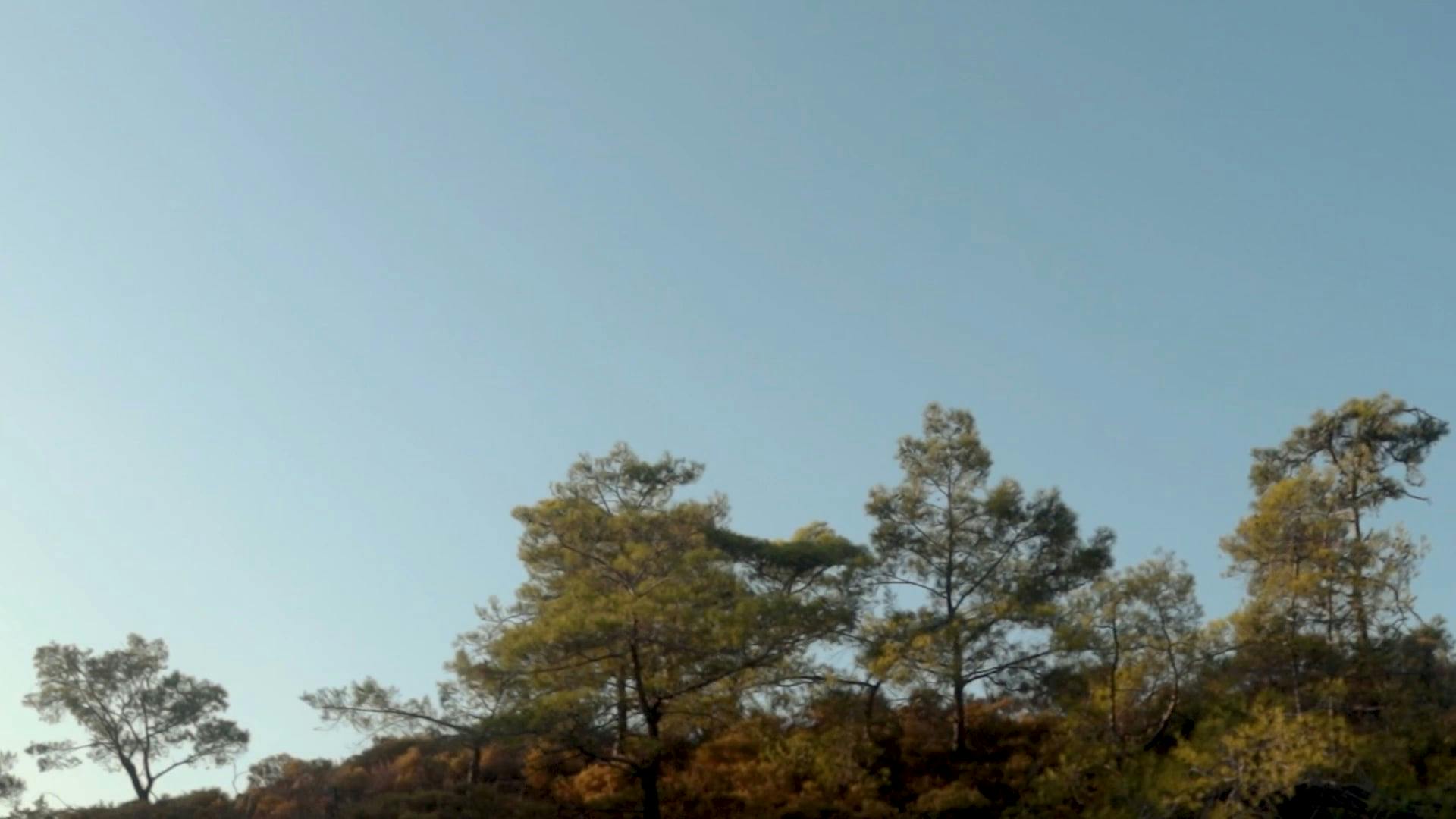 Video by Mehmet Ali Turan