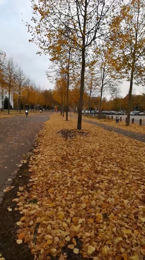 Park in Autumn 
