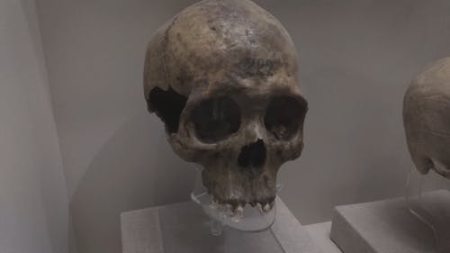 A Human Skull