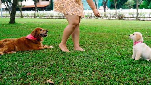 Woman Feeding a Puppy