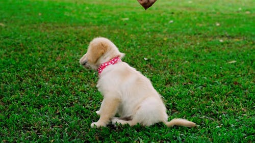 Video of a Puppy on the Grass