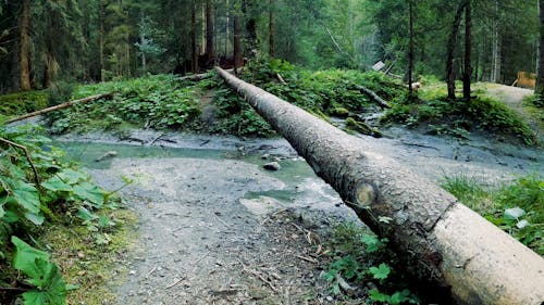 Fallen Tree Trunk Over a Creek
