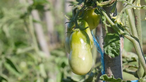 Close View of Green Tomatoes 