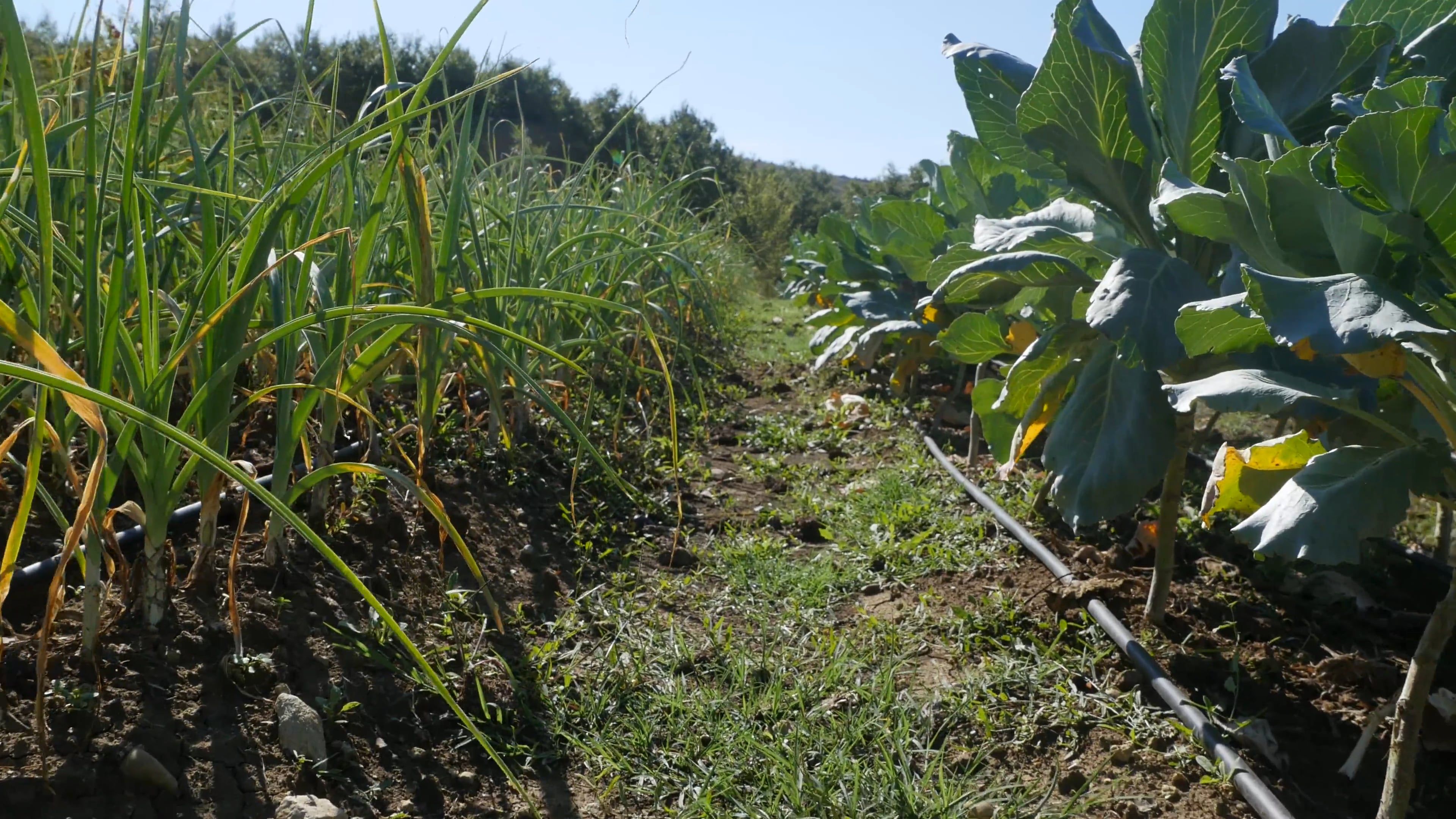 Organic Farming video