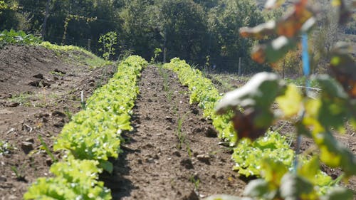 Field of Lettuce 