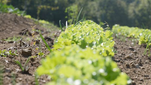 Fresh Green vegetable Farming