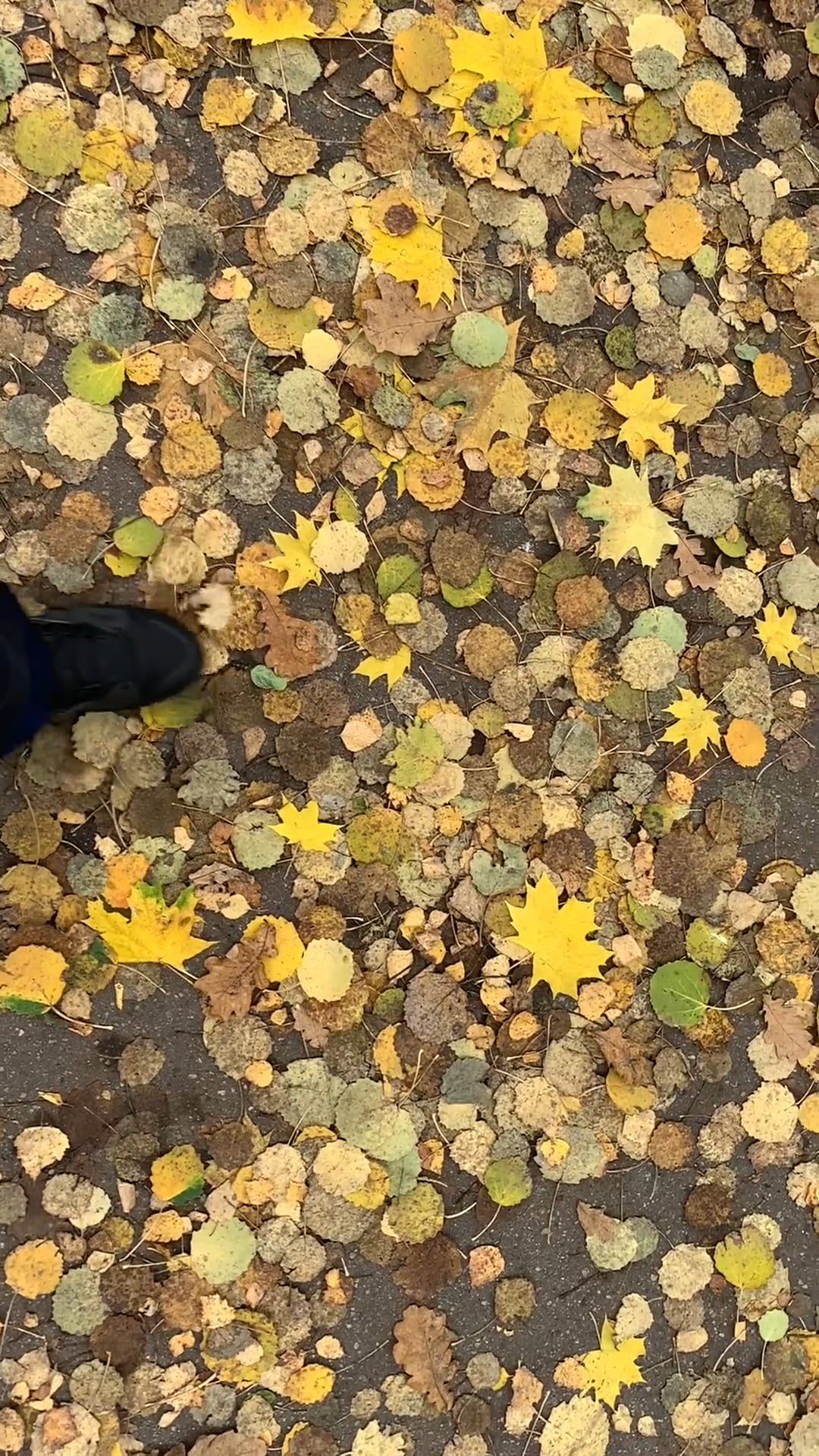 Video of a Person Walking on Dry Leaves Free Stock Video Footage ...
