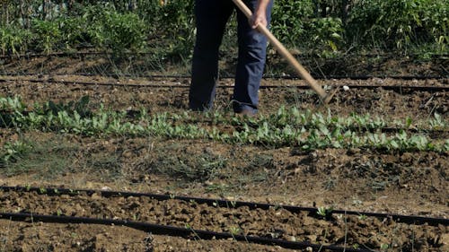 Person doing Gardening 