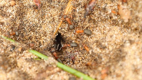 Macro View of Ants