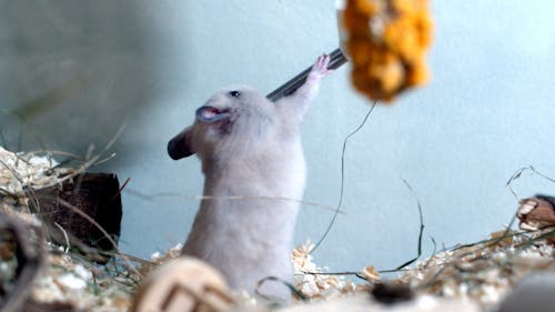 Hamster Drinking Water 