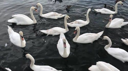 Video of Swans Swimming in the Water